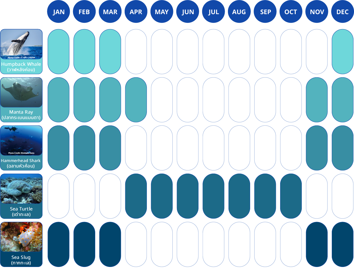 Seasonnal of Marine Life in Okinawa